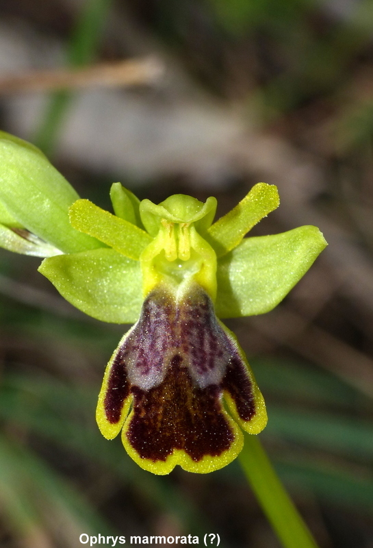 Andalusia: le orchidee e Grandi Pietre  marzo-aprile 2023.
